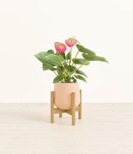Load image into Gallery viewer, Gentle Pink stand:bamboo