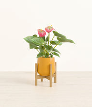 Load image into Gallery viewer, Mustard stand:bamboo