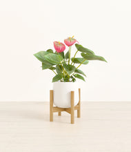 Load image into Gallery viewer, White stand:bamboo