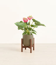 Load image into Gallery viewer, Olive stand:walnut