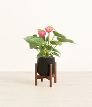 Load image into Gallery viewer, Black stand:walnut