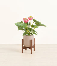 Load image into Gallery viewer, Eternal Gray stand:walnut