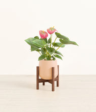 Load image into Gallery viewer, Gentle Pink stand:walnut