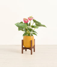 Load image into Gallery viewer, Mustard stand:walnut