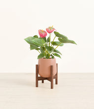 Load image into Gallery viewer, Calm Rose stand:walnut