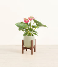 Load image into Gallery viewer, Turquoise stand:walnut