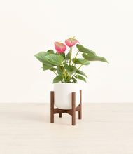 Load image into Gallery viewer, White stand:walnut