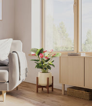 Load image into Gallery viewer, Almond Green stand:walnut