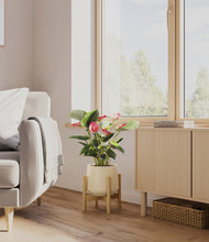 Load image into Gallery viewer, Almond Green stand:bamboo