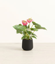 Load image into Gallery viewer, Black*****Profile