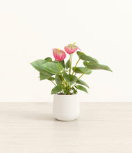 Load image into Gallery viewer, White*****Profile