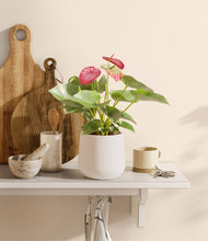 Load image into Gallery viewer, White