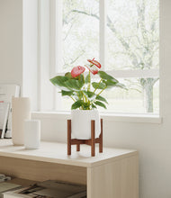 Load image into Gallery viewer, White stand:walnut