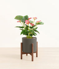 Load image into Gallery viewer, Dark Olive stand:walnut