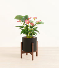 Load image into Gallery viewer, Black stand:walnut