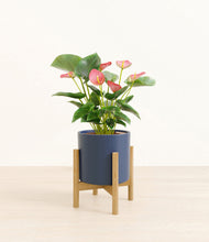 Load image into Gallery viewer, Deep Navy stand:bamboo