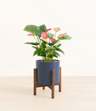 Load image into Gallery viewer, Deep Navy stand:walnut