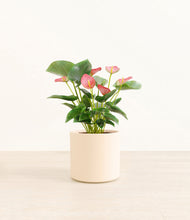 Load image into Gallery viewer, Cream*****Profile