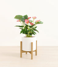 Load image into Gallery viewer, White stand:bamboo