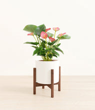 Load image into Gallery viewer, White stand:walnut