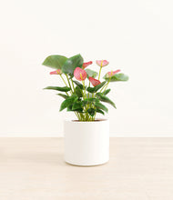 Load image into Gallery viewer, White*****Profile