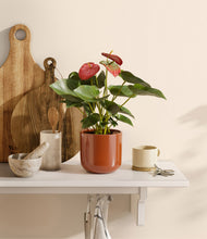 Load image into Gallery viewer, Glossy Red