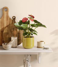 Load image into Gallery viewer, Key Lime Yellow