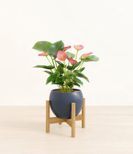 Load image into Gallery viewer, Deep Navy stand:bamboo