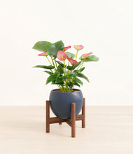 Load image into Gallery viewer, Deep Navy stand:bamboo stand:walnut