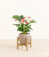 Load image into Gallery viewer, Desert Brown stand:bamboo