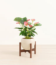 Load image into Gallery viewer, Shiny EggWhite stand:walnut