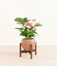 Load image into Gallery viewer, Calm Rose stand:walnut