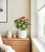 Load image into Gallery viewer, White