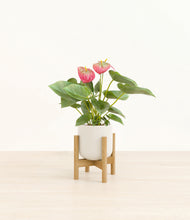 Load image into Gallery viewer, Cotton White stand:bamboo