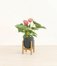 Load image into Gallery viewer, Iron Gray stand:bamboo