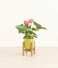 Load image into Gallery viewer, Key Lime Yellow stand:bamboo