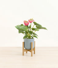 Load image into Gallery viewer, Misty Blue stand:bamboo