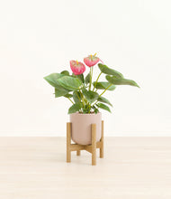 Load image into Gallery viewer, Sandy Pink stand:bamboo