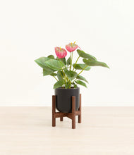 Load image into Gallery viewer, Stone Black stand:walnut