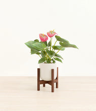 Load image into Gallery viewer, Cotton White stand:walnut