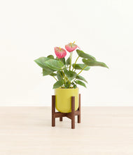 Load image into Gallery viewer, Key Lime Yellow stand:walnut