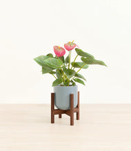 Load image into Gallery viewer, Misty Blue stand:walnut