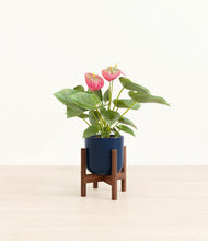 Load image into Gallery viewer, Twilight Blue stand:walnut