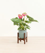 Load image into Gallery viewer, Reactive Aqua stand:walnut