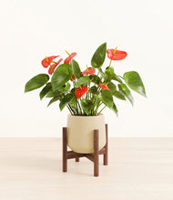 Load image into Gallery viewer, Almond Green stand:walnut