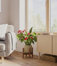 Load image into Gallery viewer, Olive stand:walnut