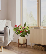 Load image into Gallery viewer, Almond Green stand:walnut