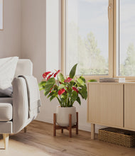 Load image into Gallery viewer, Eternal Gray stand:walnut