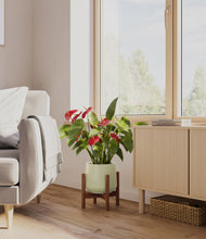 Load image into Gallery viewer, Turquoise stand:walnut