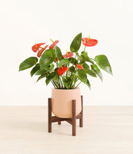 Load image into Gallery viewer, Gentle Pink stand:walnut